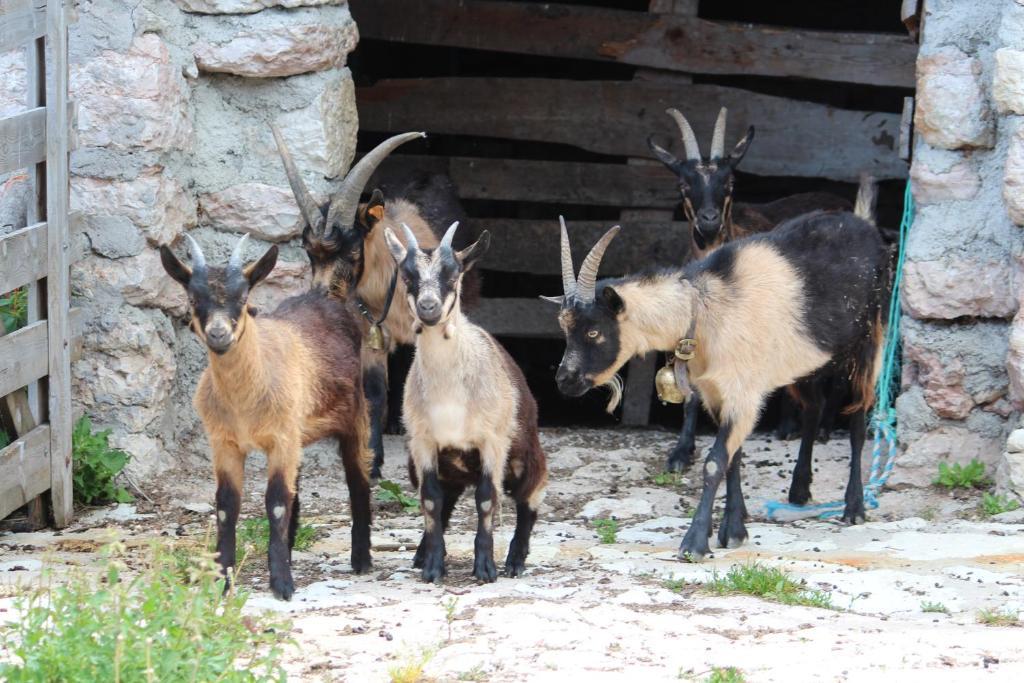 Neu-Schoetzerhof Meltina Buitenkant foto